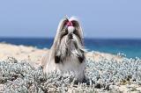 SHIH TZU 028